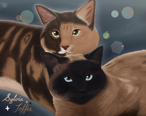 Pet cats Pet cats